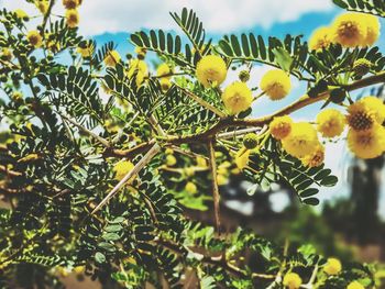 Close-up of yellow flowering plant