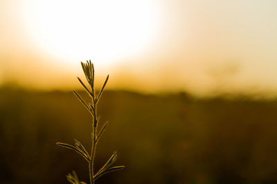 Close-up of wheat growing on field against sky at sunset