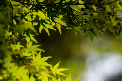 Low angle view of leaves on tree