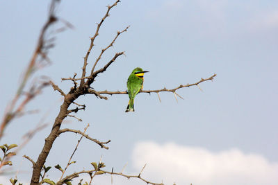 Low angle view of little bee-eater perching on branch