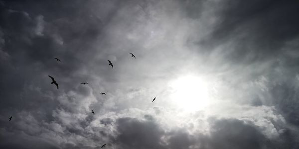 Low angle view of birds flying in sky