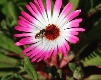 Close-up of pink coneflower blooming outdoors