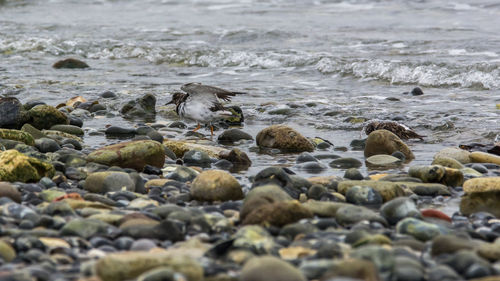Surface level of stones on beach