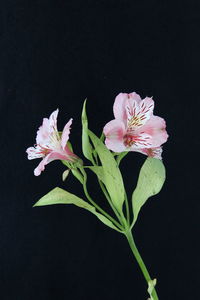 Close-up of flower blooming against black background