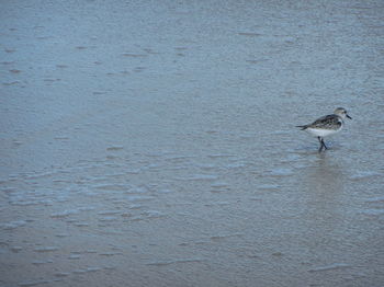 Bird perching on water