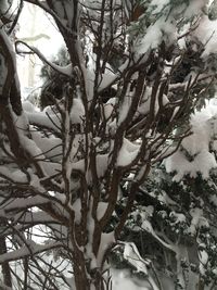 Bare trees on snow covered landscape