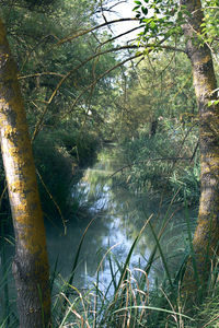 Trees growing in forest