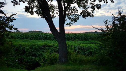 Trees on field against sky