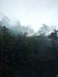 Low angle view of trees against sky