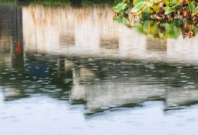 Reflection of plants in puddle