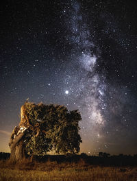 Trees on field against sky at night