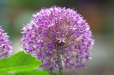 Close-up of purple flowering plant