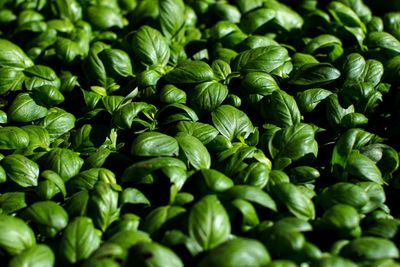 Full frame shot of green leaves