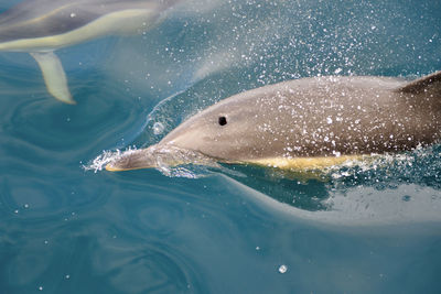 Close-up of fish swimming in sea