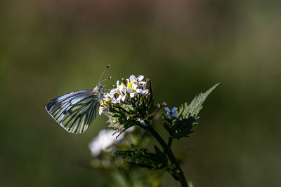 Close-up of butterfly pollinating on flower