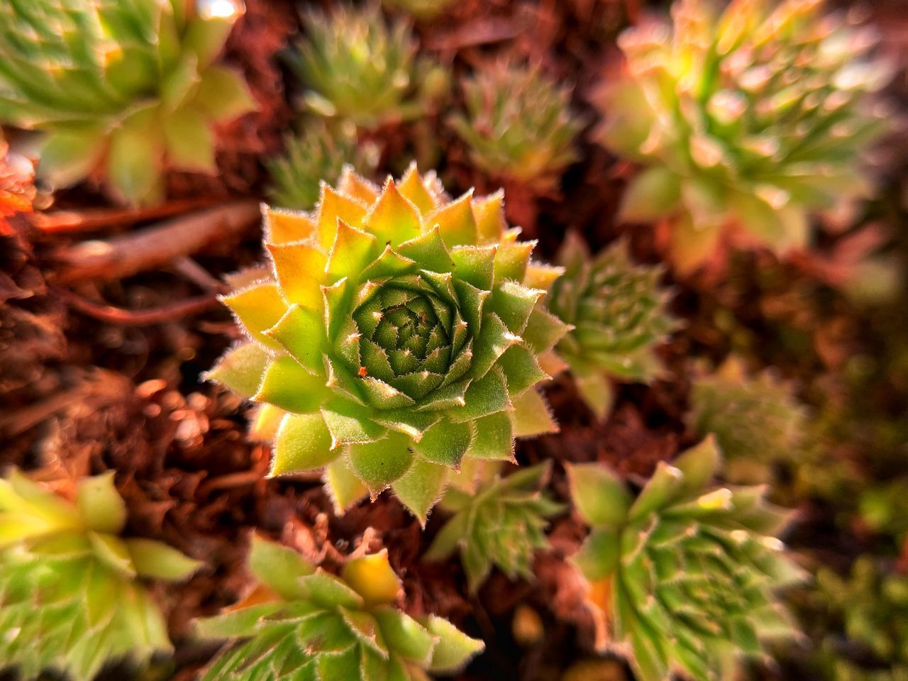 CLOSE-UP OF CACTUS PLANT