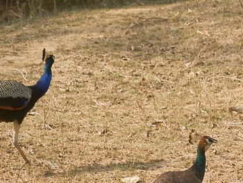 Ducks on grass