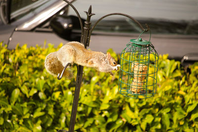 Squirrel on bird feeder