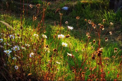 Plants growing in field