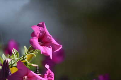 Close-up of pink flowering plant