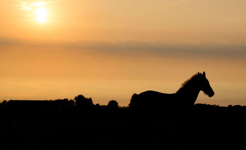 Silhouette of a horse at sunset
