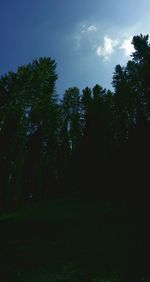 Trees against sky