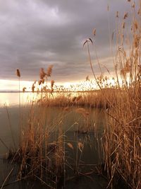 Plants growing on beach against sky during sunset