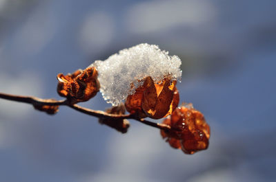 Close-up of frozen ice on plant during winter