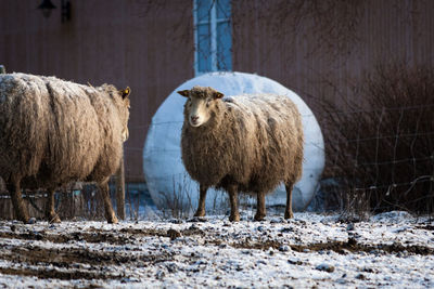 Sheep standing on snow during farm