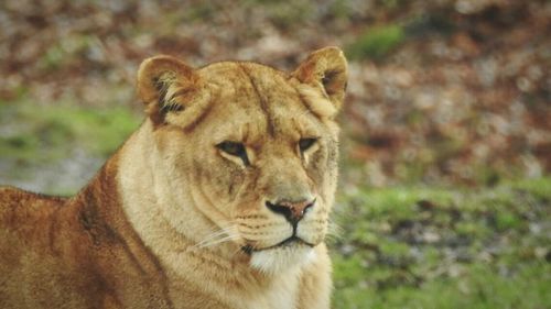 Close-up of lion on field