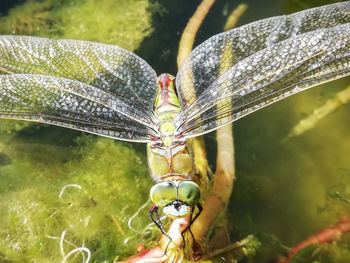 Close-up of insect on leaf