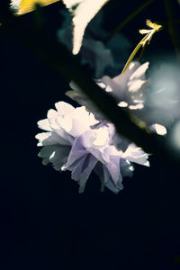 Close-up of white flowers