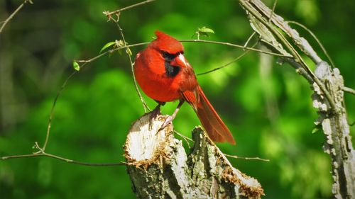 Close-up of a bird perching on branch