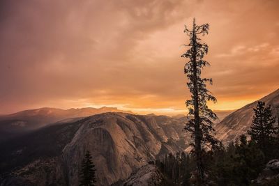 Tree against sky during sunset