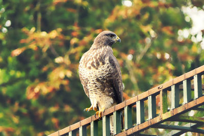 Bird perching on a railing
