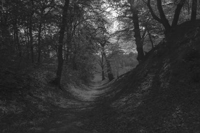 Trees growing in forest