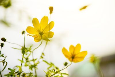 Close-up of yellow flowers