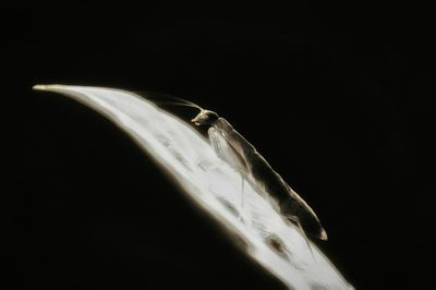 Close-up of over black background