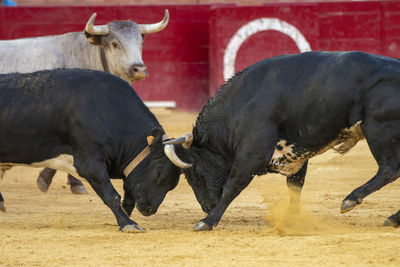 View of cows on field