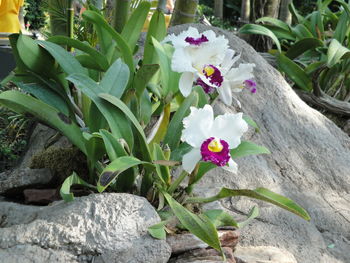 Close-up of flowers blooming outdoors