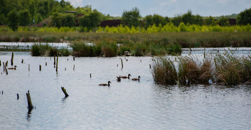 Ducks swimming in lake