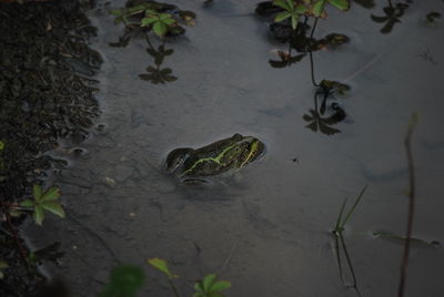 High angle view of fish in water