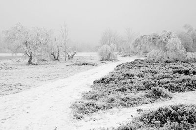 Bare trees on snow covered landscape against clear sky