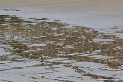 Reflection of trees in water