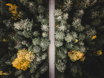 Full frame shot of flowering plants by window during rainy season