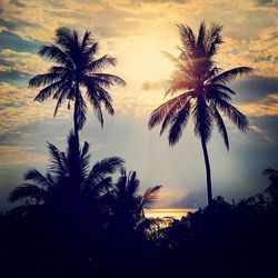 Silhouette palm trees at sunset