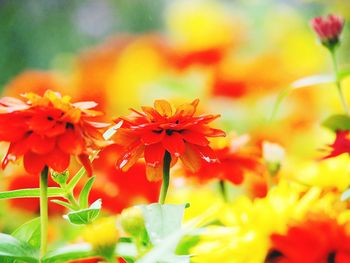 Close-up of red flowers blooming outdoors