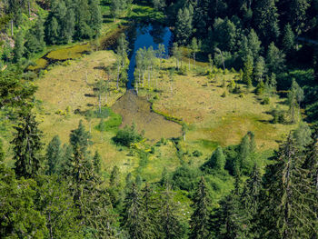 High angle view of lush foliage in forest