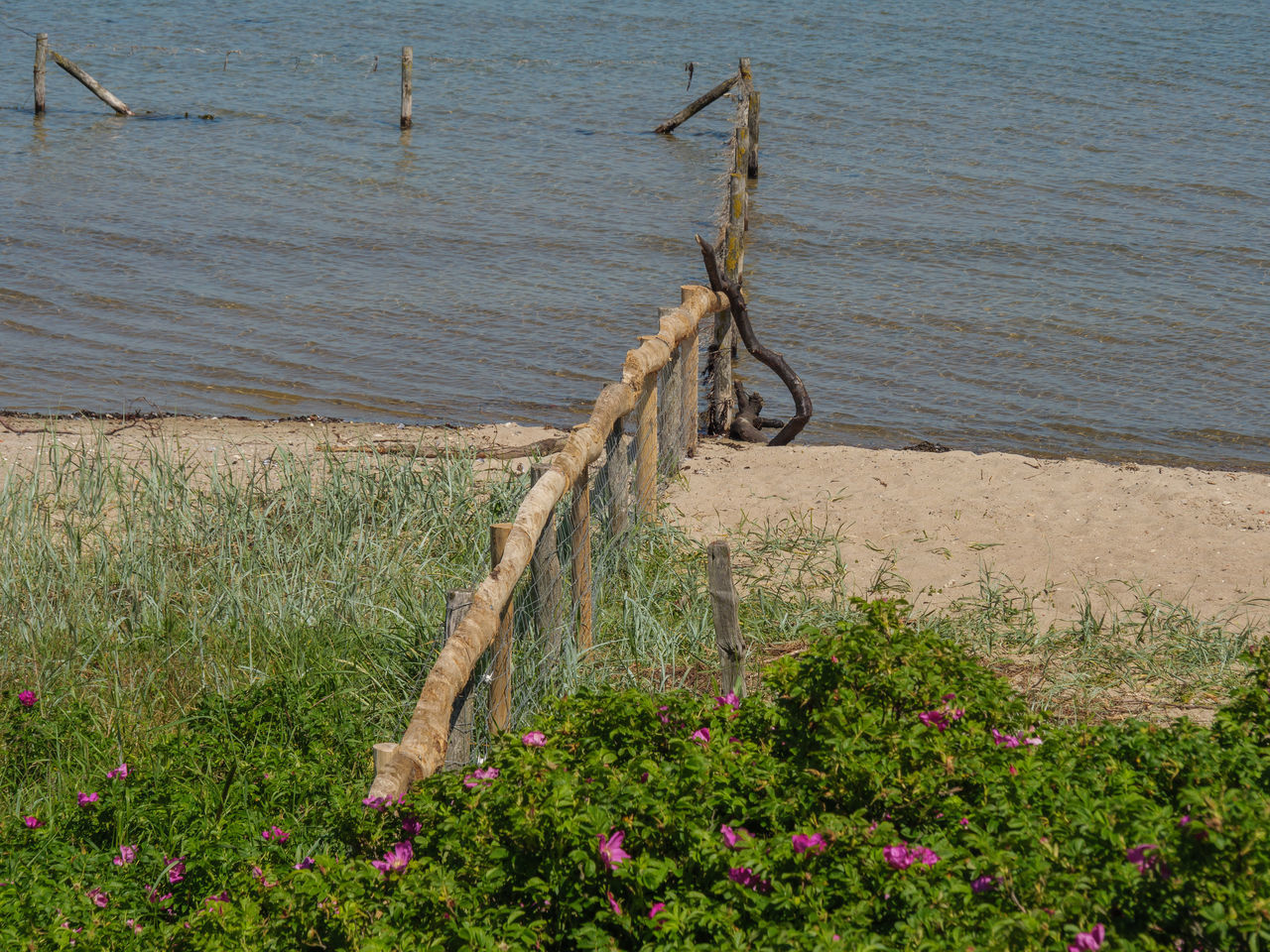 SCENIC VIEW OF LAKE AND PLANTS