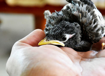 Close-up of a hand holding bird